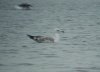 Caspian Gull at Paglesham Lagoon (Steve Arlow) (42943 bytes)